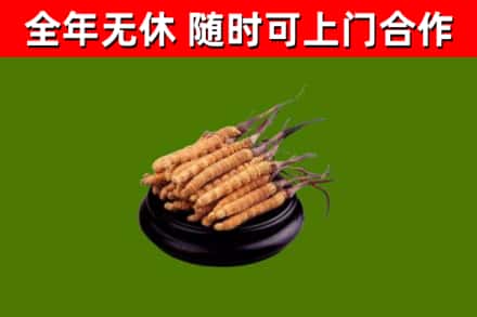 广宁回收冬虫夏草