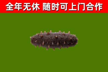 广宁回收海参干